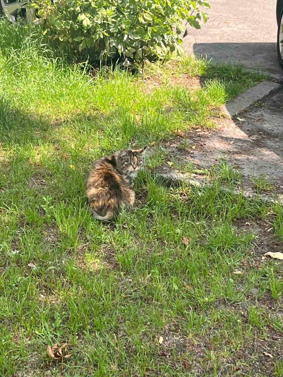Инцидент с котами в Бресте. Милиция рассказала подробности