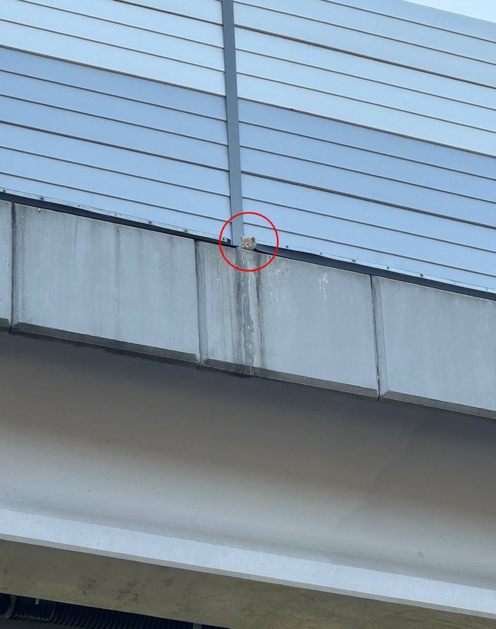 В Бресте сотрудники МЧС спасли котенка