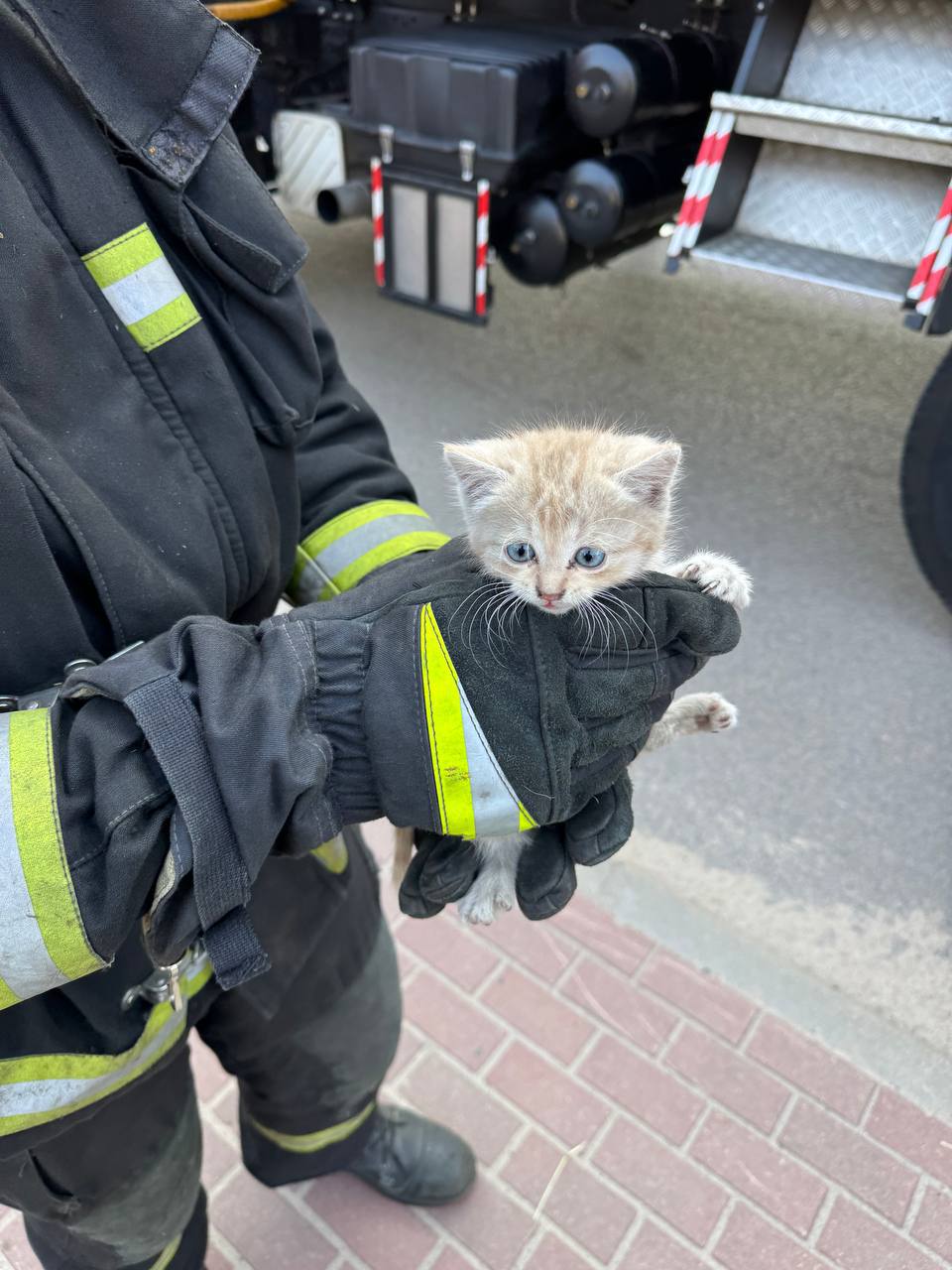 В Бресте сотрудники МЧС спасли котенка