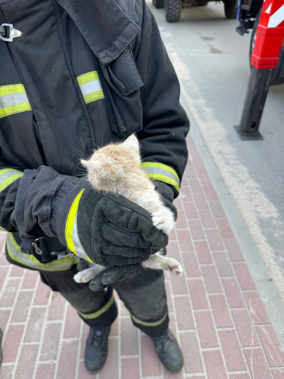 В Бресте сотрудники МЧС спасли котенка