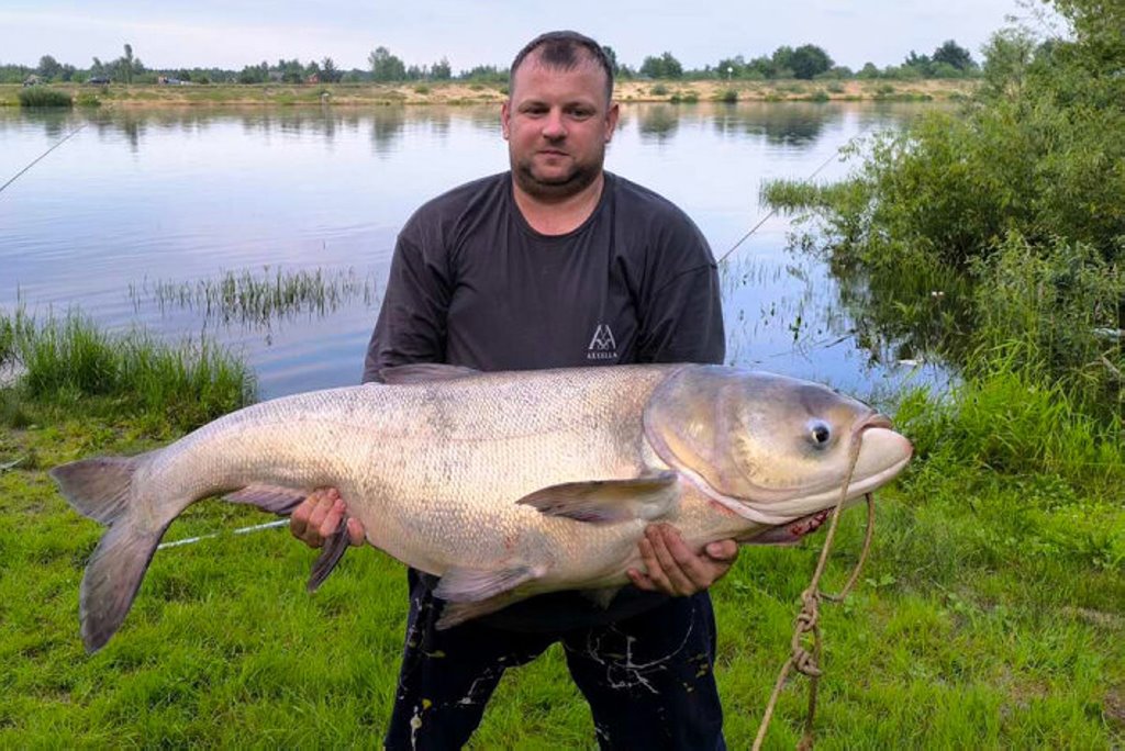 В Беларуси рыбак поймал гигантского толстолобика