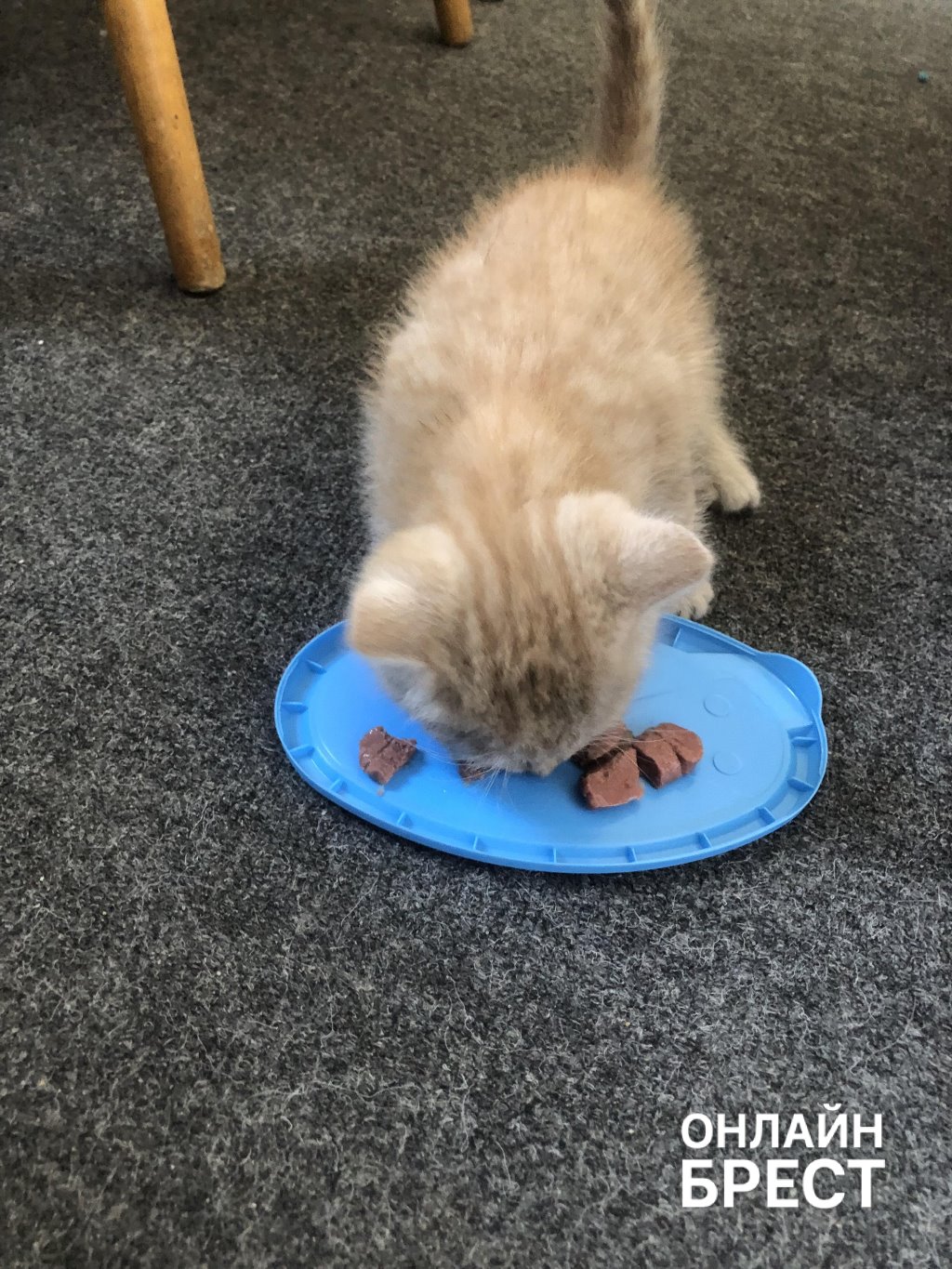 Продолжение истории котёнка, которого спасли в Бресте