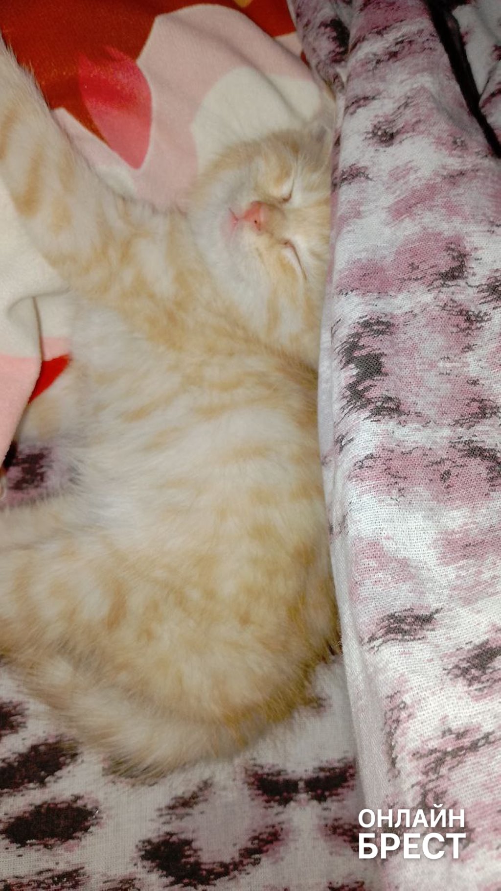 Продолжение истории котёнка, которого спасли в Бресте