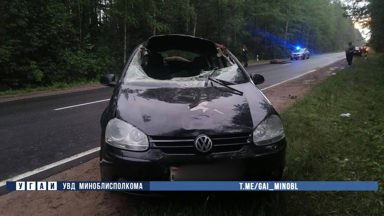В Беларуси Volkswagen столкнулся с лосем — пострадали два человека