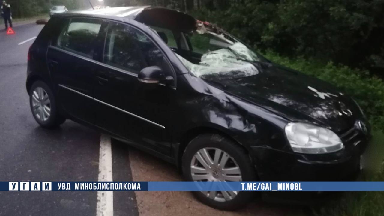 В Беларуси Volkswagen столкнулся с лосем — пострадали два человека