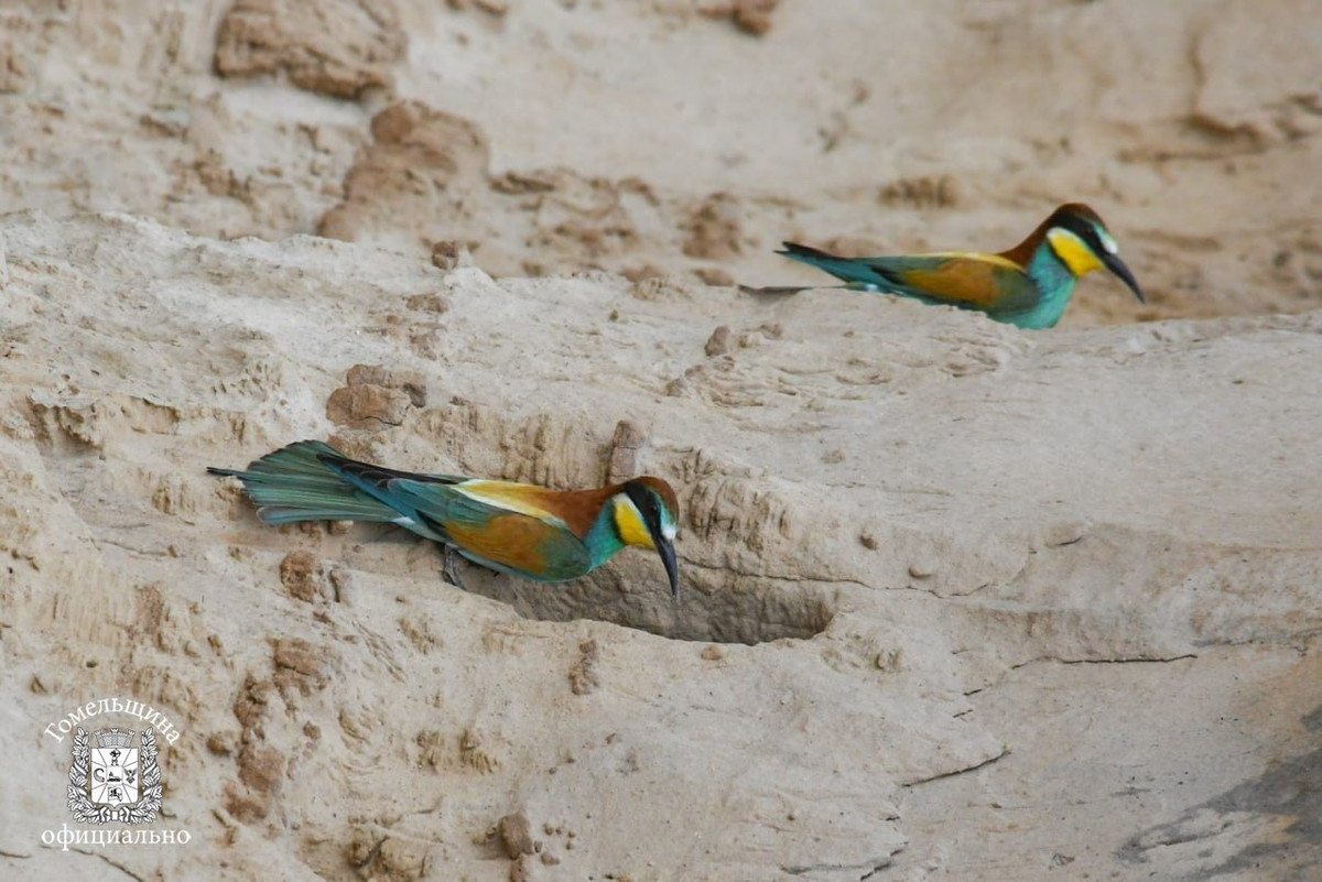 В Беларуси заметили редкую тропическую птицу