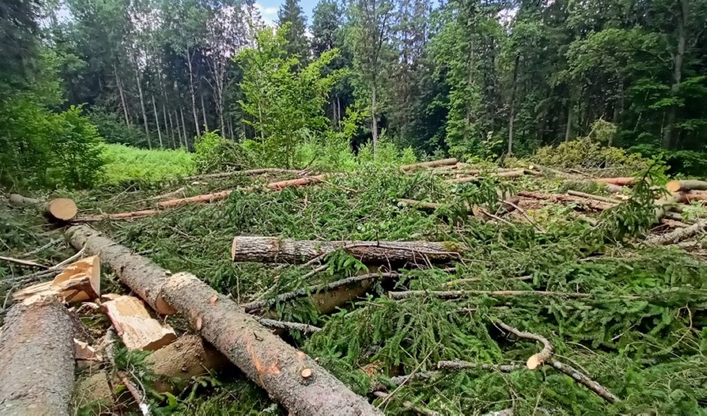 В Барановичском районе на 16-летнего подростка, помогавшего при валке леса, упал ствол срубленного дерева. В результате он получил травму головы. 