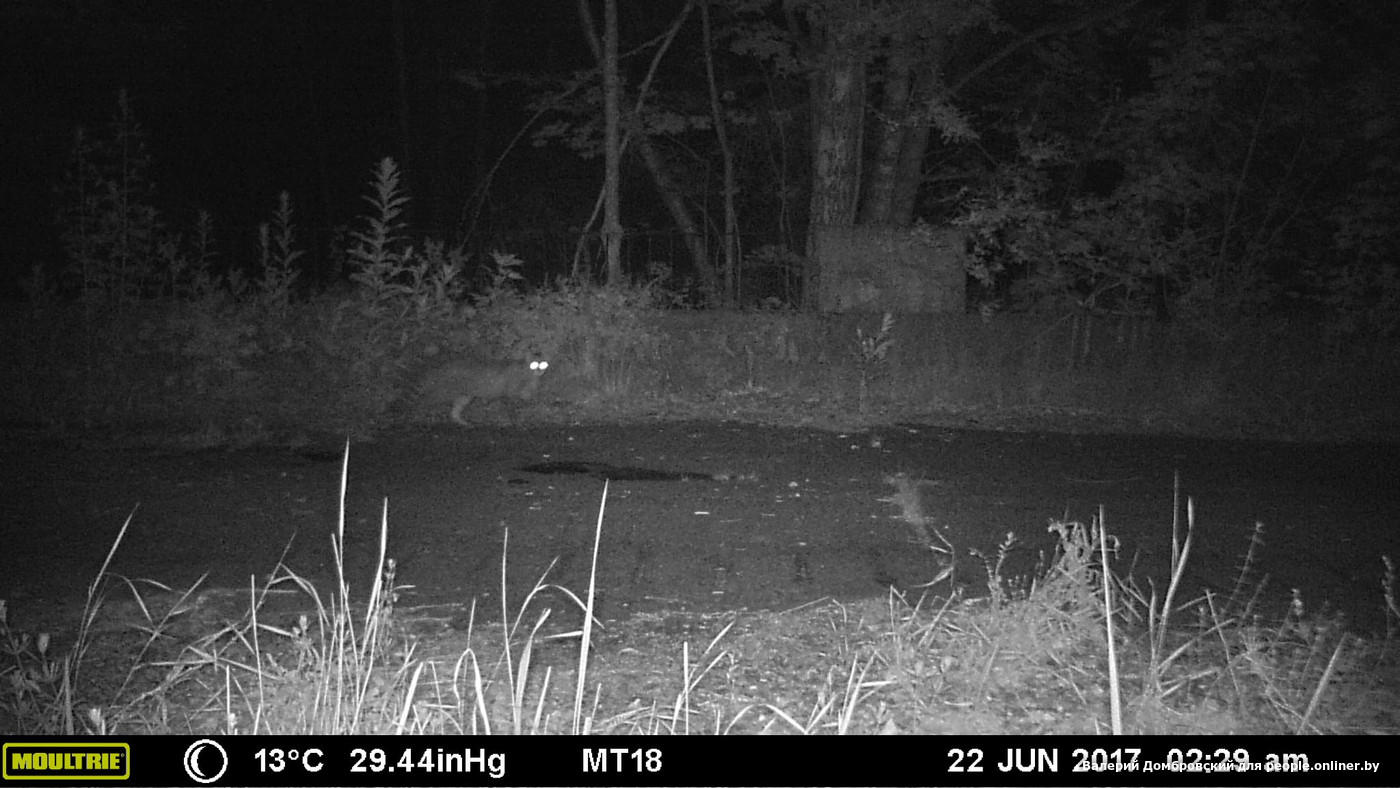 В Беларусь спустя век вернулся лесной кот — видео