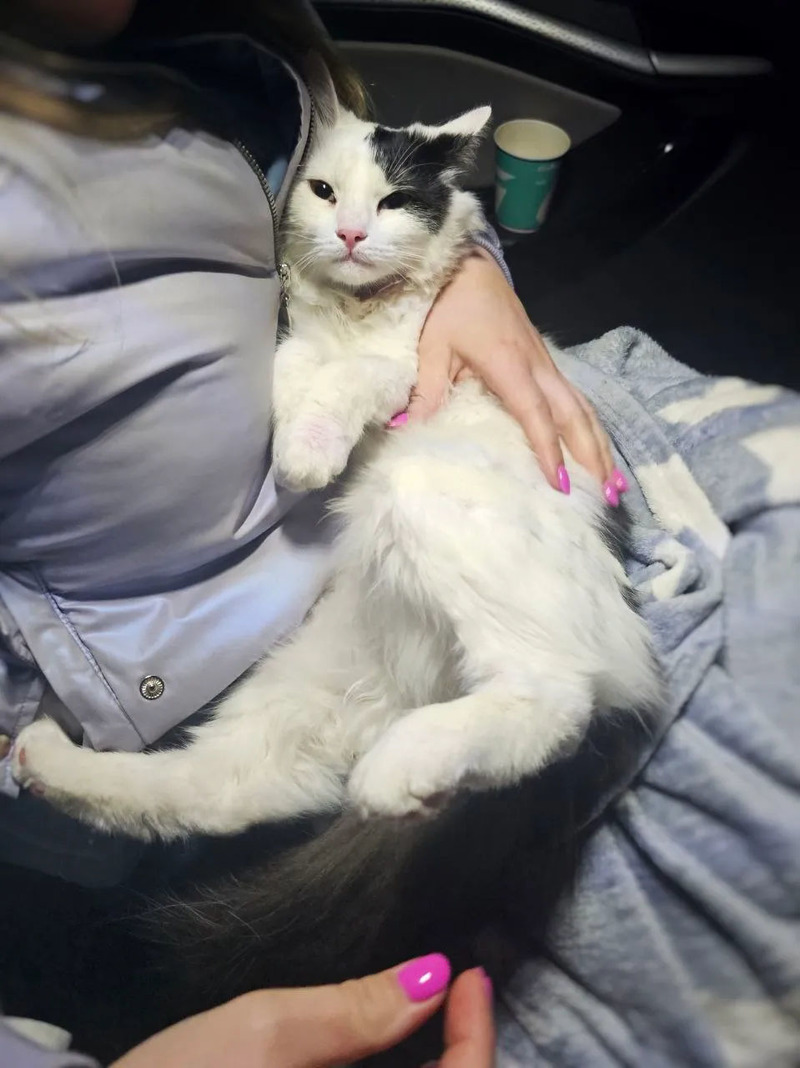 Волонтеры нашли кошку, сбежавшую из автобуса на белорусско-польской границе