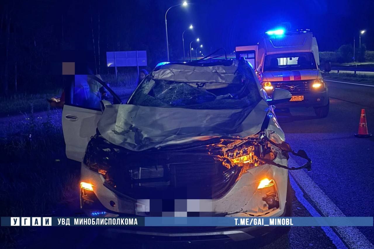 Лось на трассе М1: поездка едва не закончилась трагедией