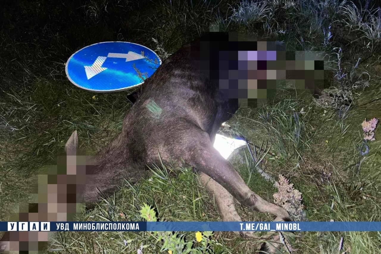 Лось на трассе М1: поездка едва не закончилась трагедией