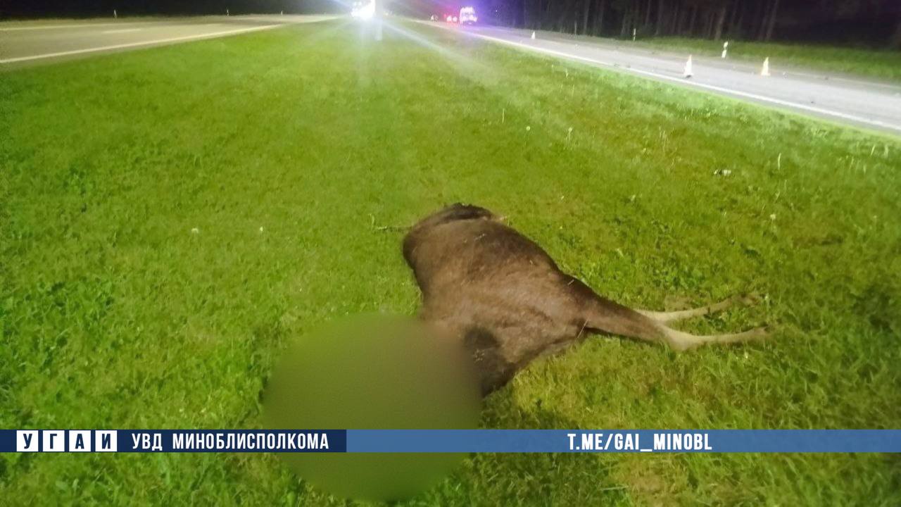 В Беларуси мотоциклист погиб при столкновении с лосем