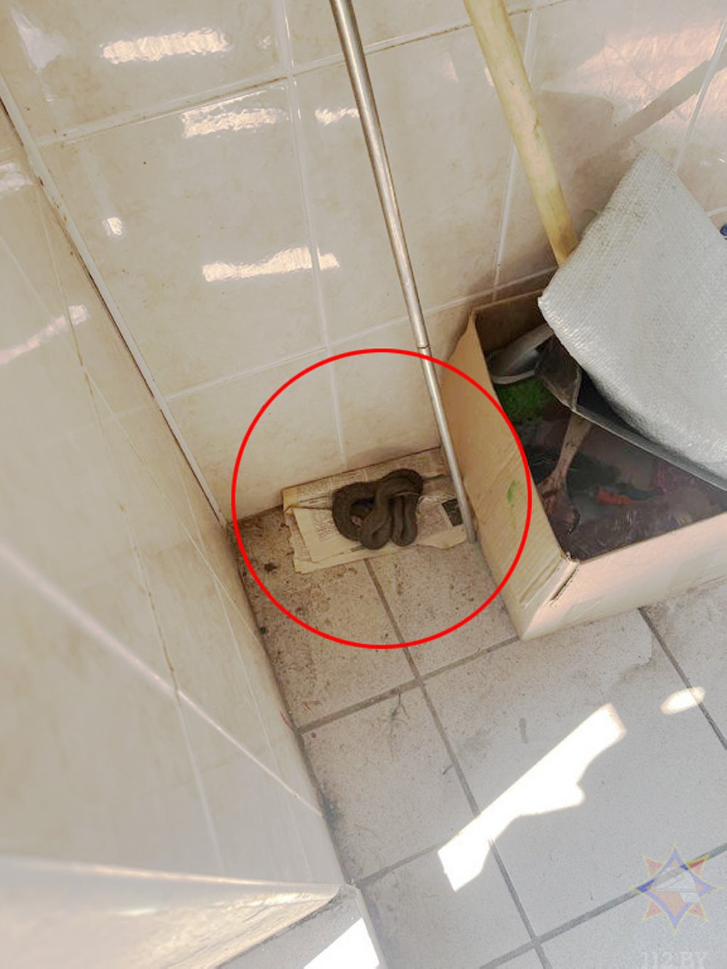 В Столине обнаружили ядовитую змею в бытовом помещении общественного туалета