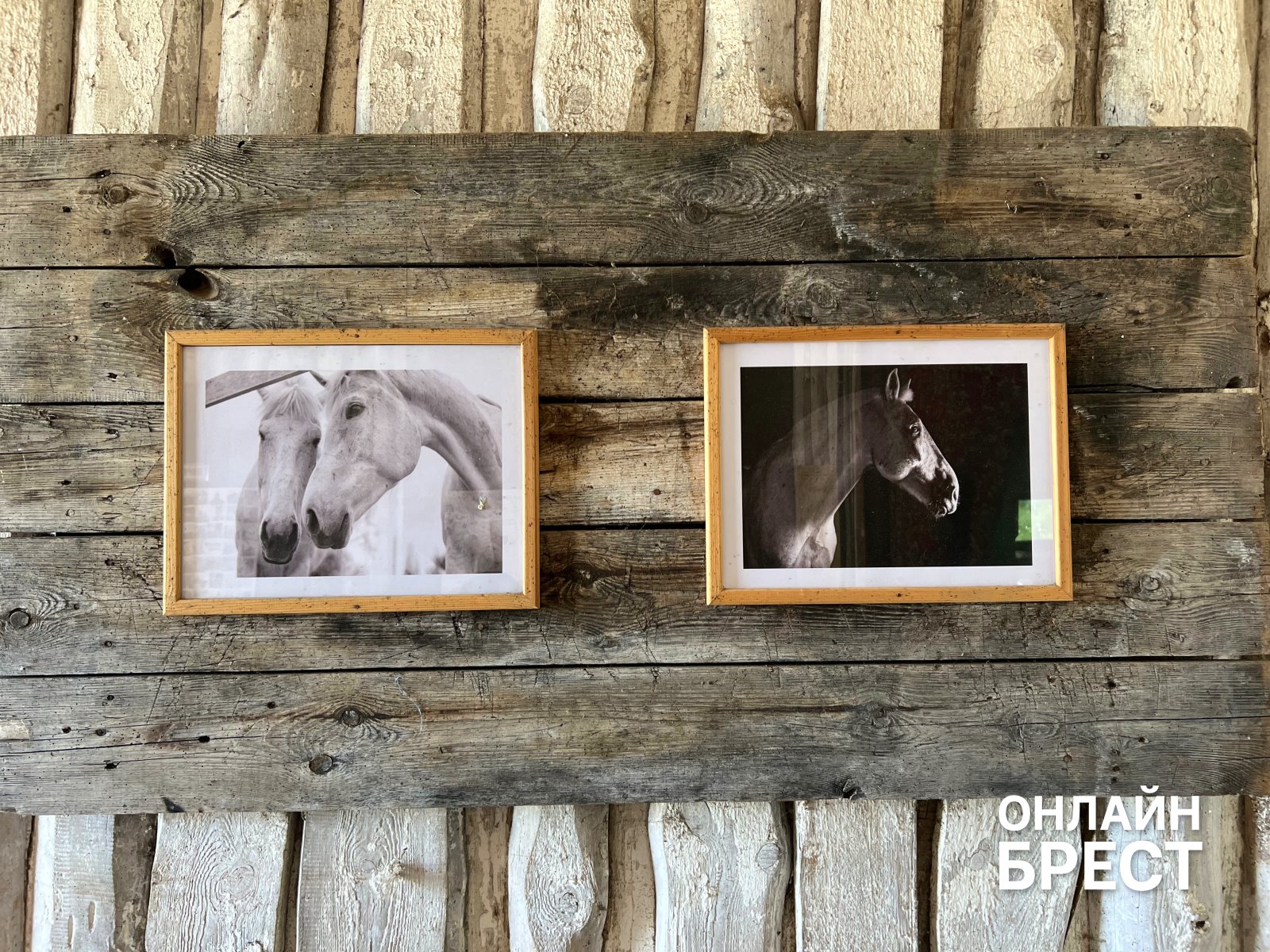 От байкеров до лошадей: как под Брестом устроили взрыв радости для детей