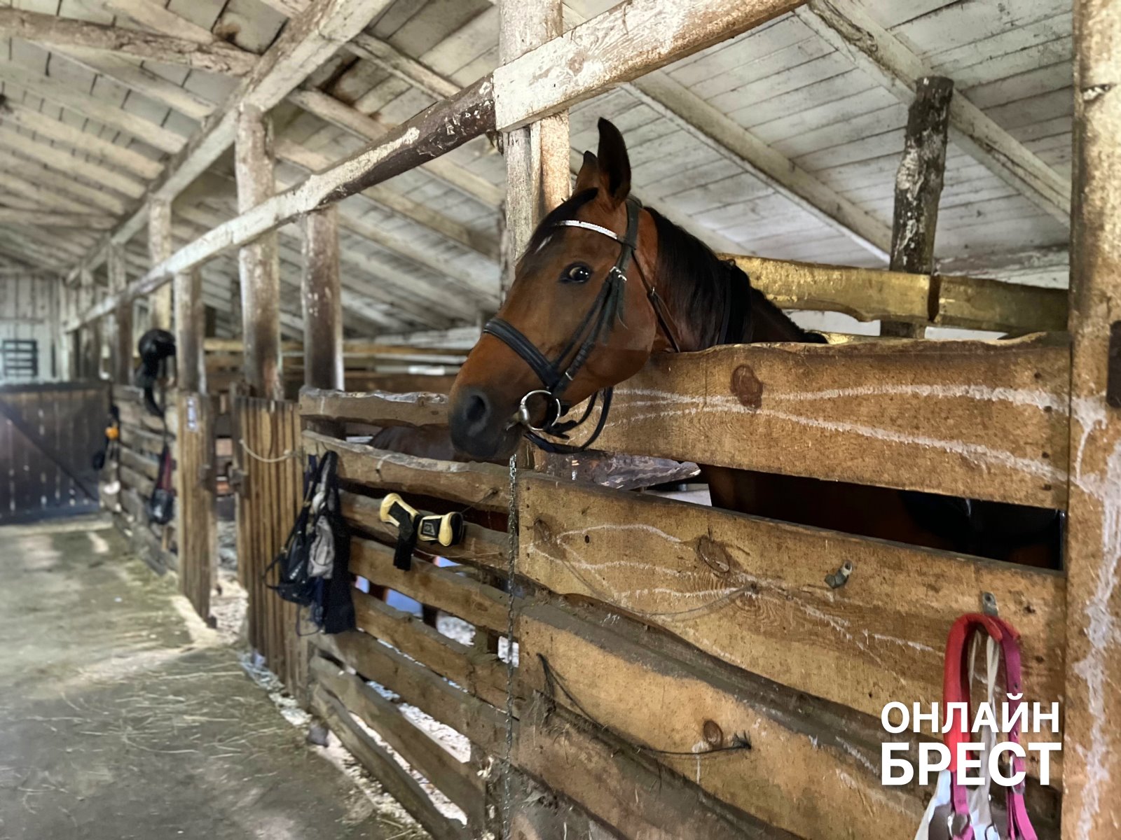 От байкеров до лошадей: как под Брестом устроили взрыв радости для детей