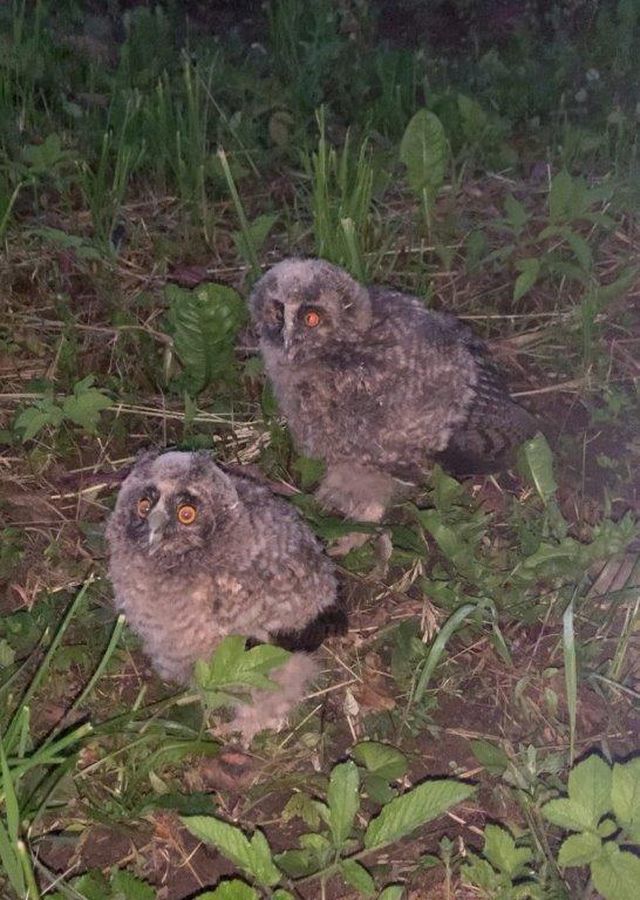 В Беларуси мужчина забрал из парка совенка и пытался продать в интернете