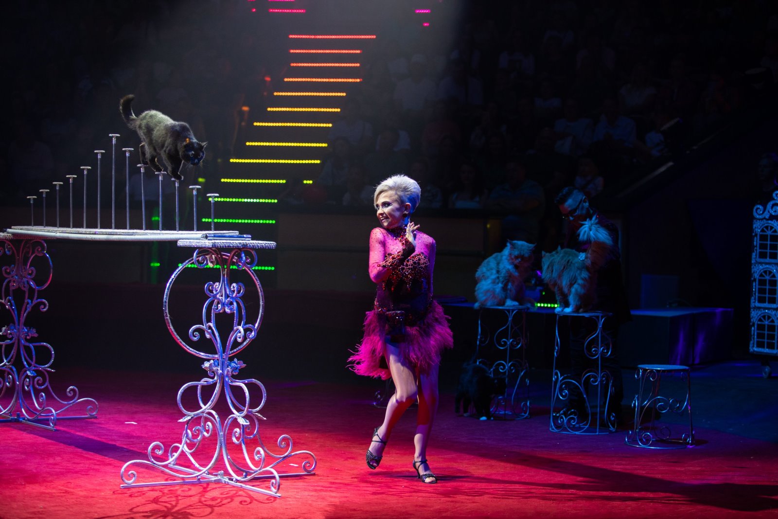 Белгосцирк приехал в Брест!