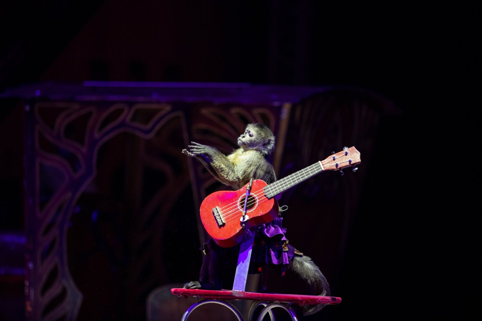 Белгосцирк приехал в Брест!