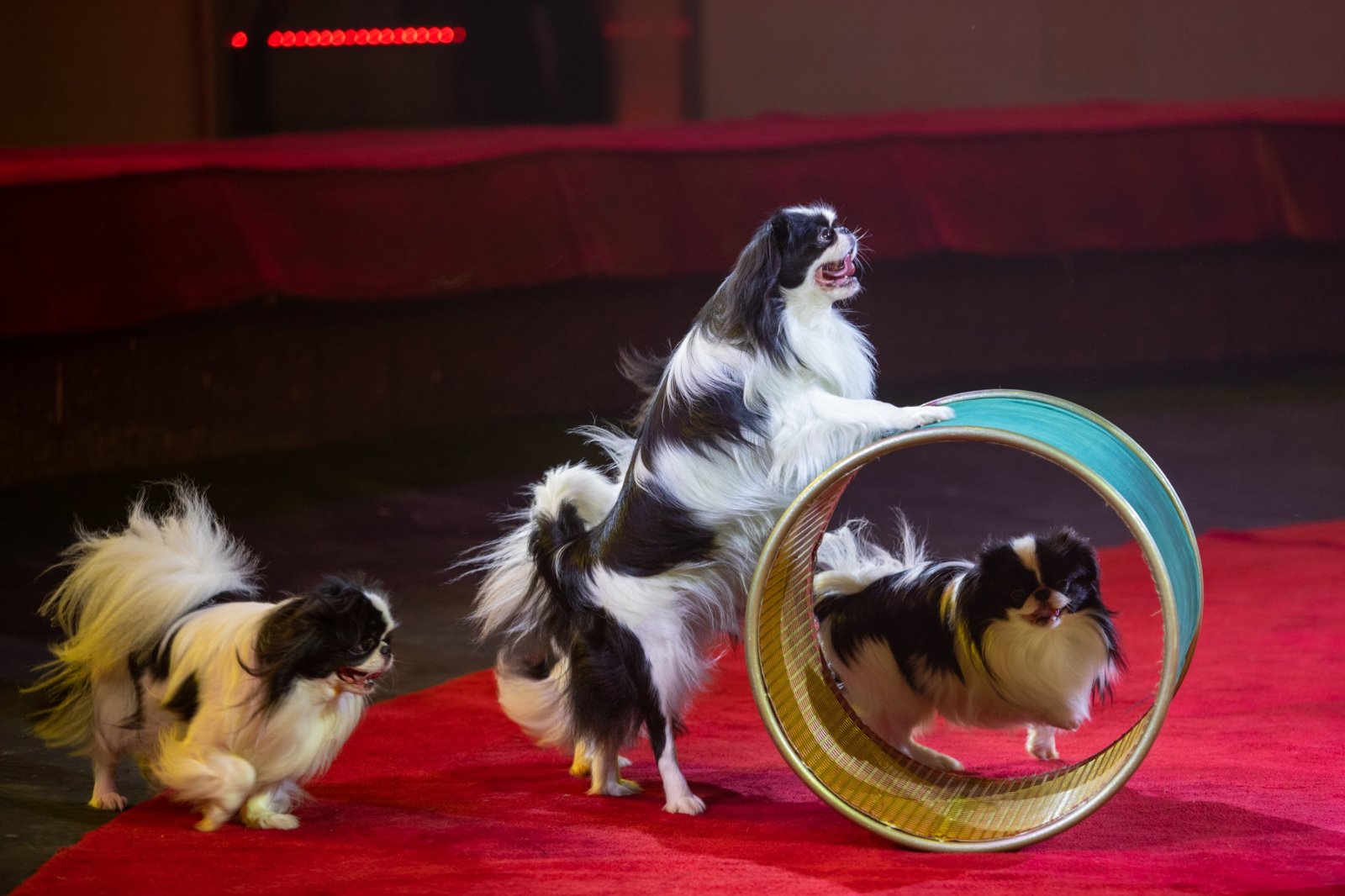 Белгосцирк приехал в Брест!