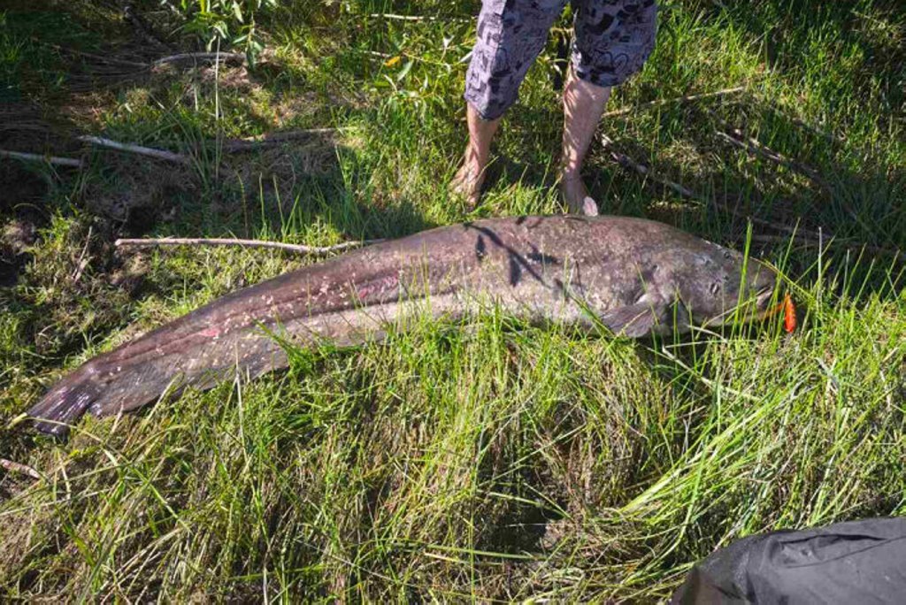В Беларуси рыбак ростом 180 см поймал сома, который оказался длиннее его