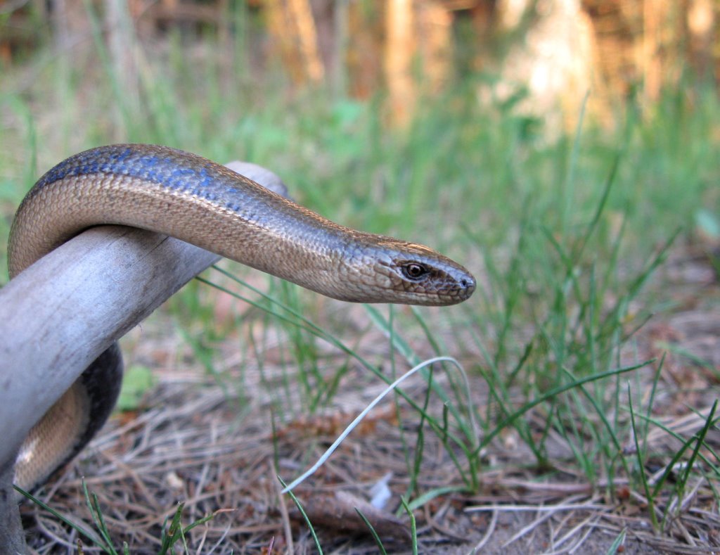 В Беларуси обитает веретеница – безногая ящерица. Опасна ли она?