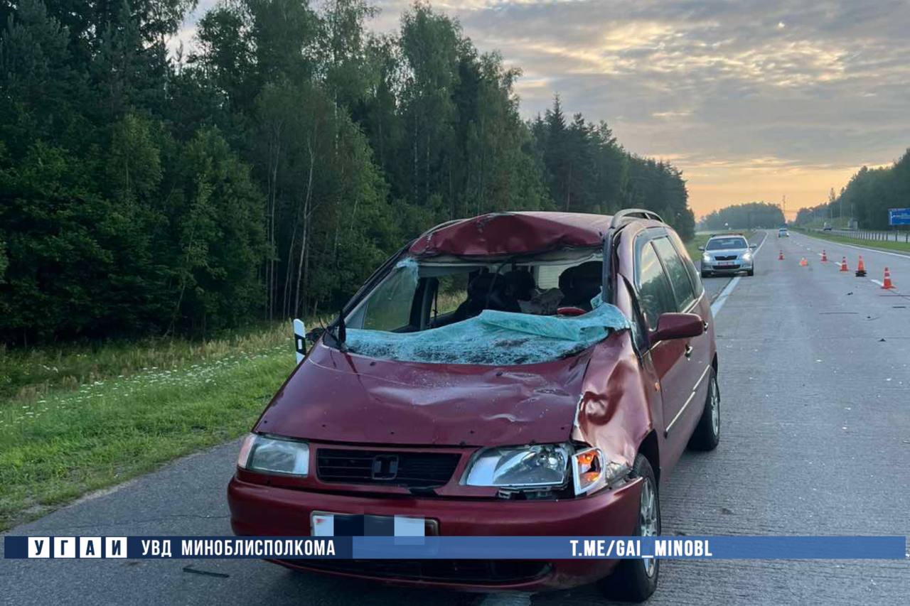 В Беларуси автомобиль сбил лося на трассе