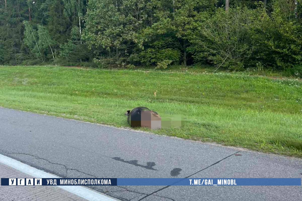 В Беларуси автомобиль сбил лося на трассе