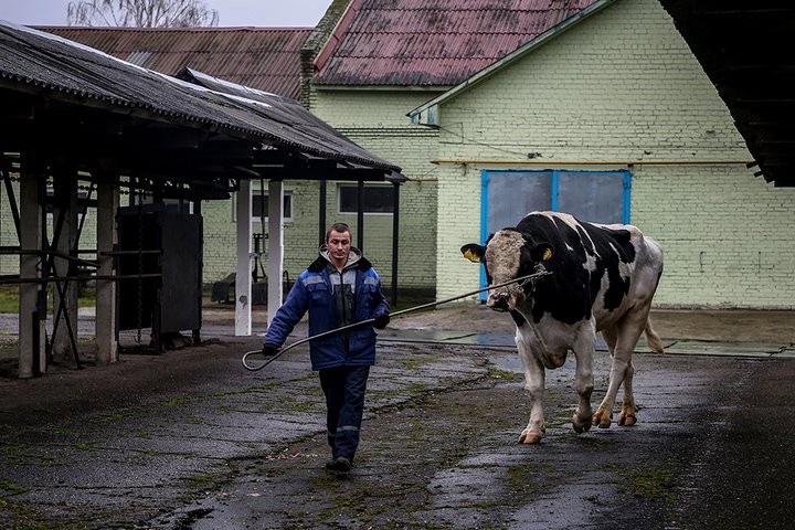 Брестская область за прошлый год увеличила производство молока на 85,4 тысячи тонн