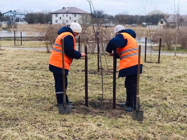 К началу апреля в Бресте коммунальными службами высажено более 3,5 тысячи деревьев