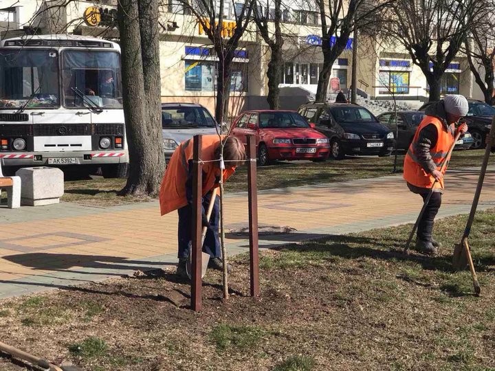 К началу апреля в Бресте коммунальными службами высажено более 3,5 тысячи деревьев