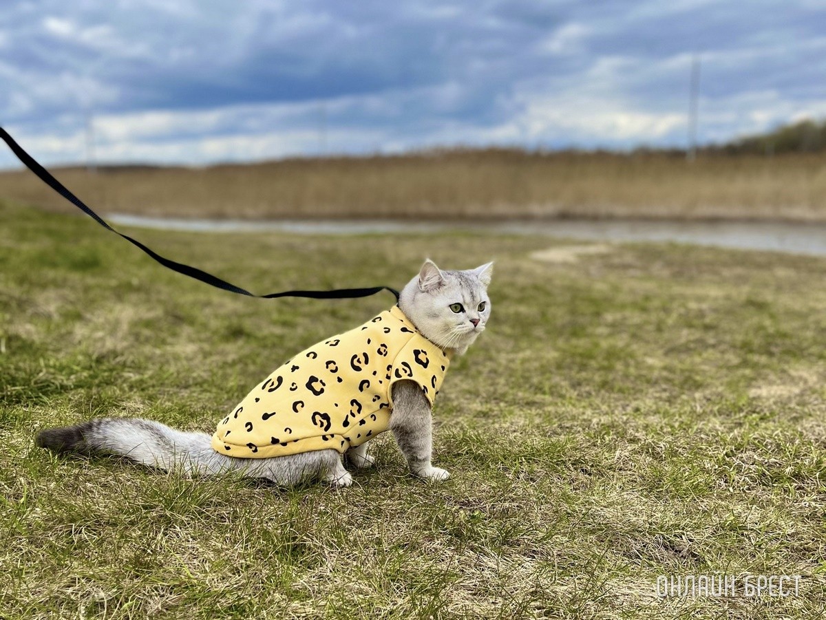 Кошки и собаки по закону: разбираемся с зооцентрами «Доктор Хвостов» в правилах содержания домашних животных. Регистрация, налоги, выгул
