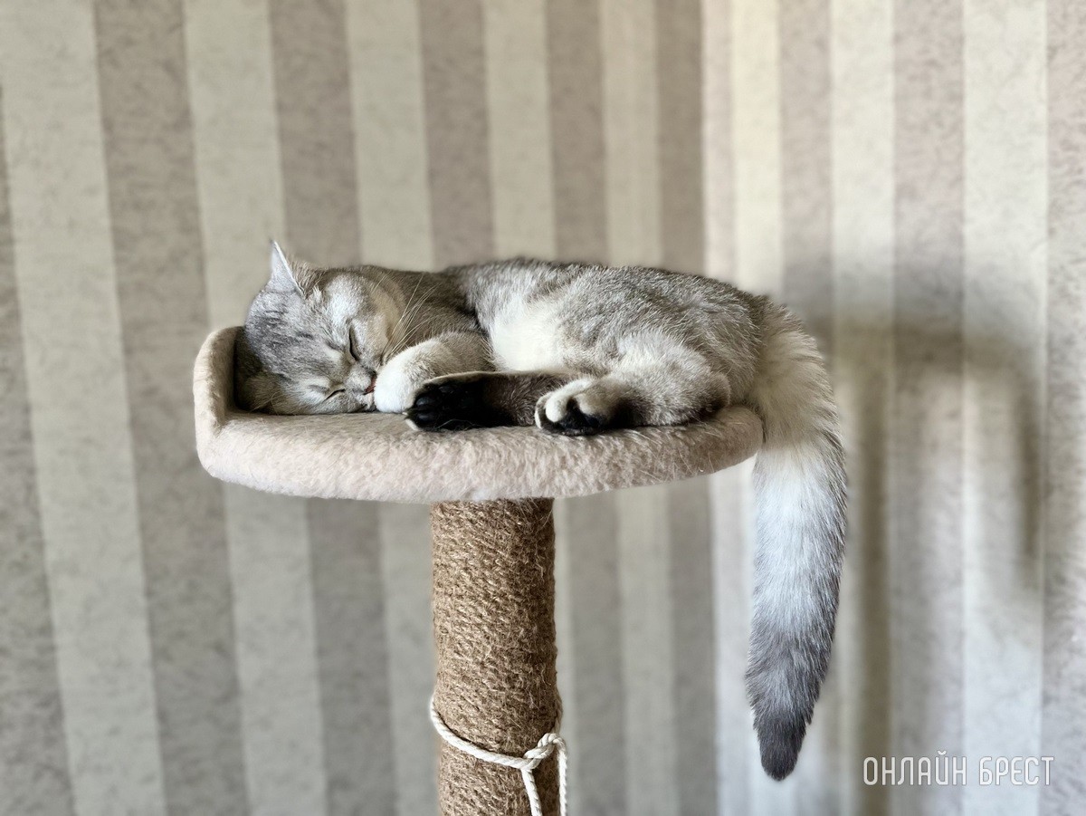 Кошки и собаки по закону: разбираемся с зооцентрами «Доктор Хвостов» в правилах содержания домашних животных. Регистрация, налоги, выгул