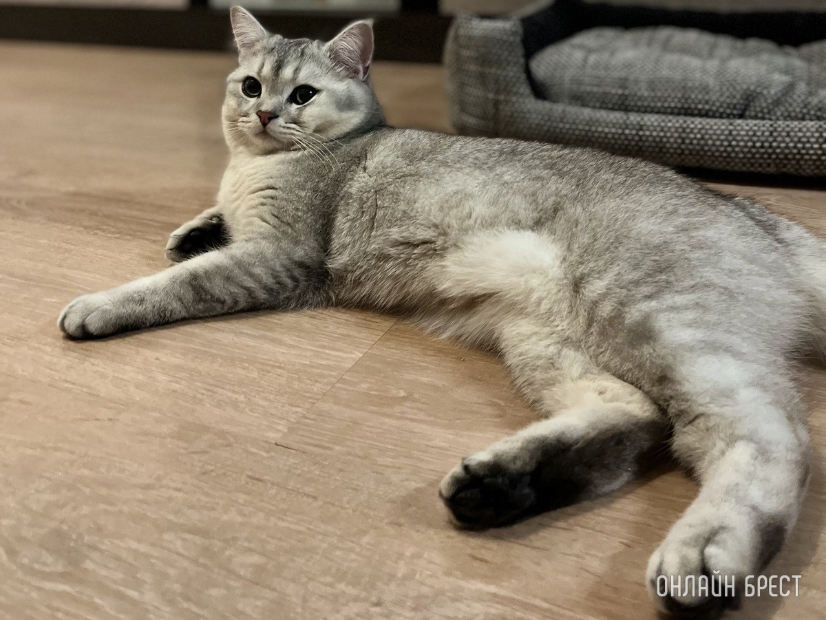 Кошки и собаки по закону: разбираемся с зооцентрами «Доктор Хвостов» в правилах содержания домашних животных. Регистрация, налоги, выгул