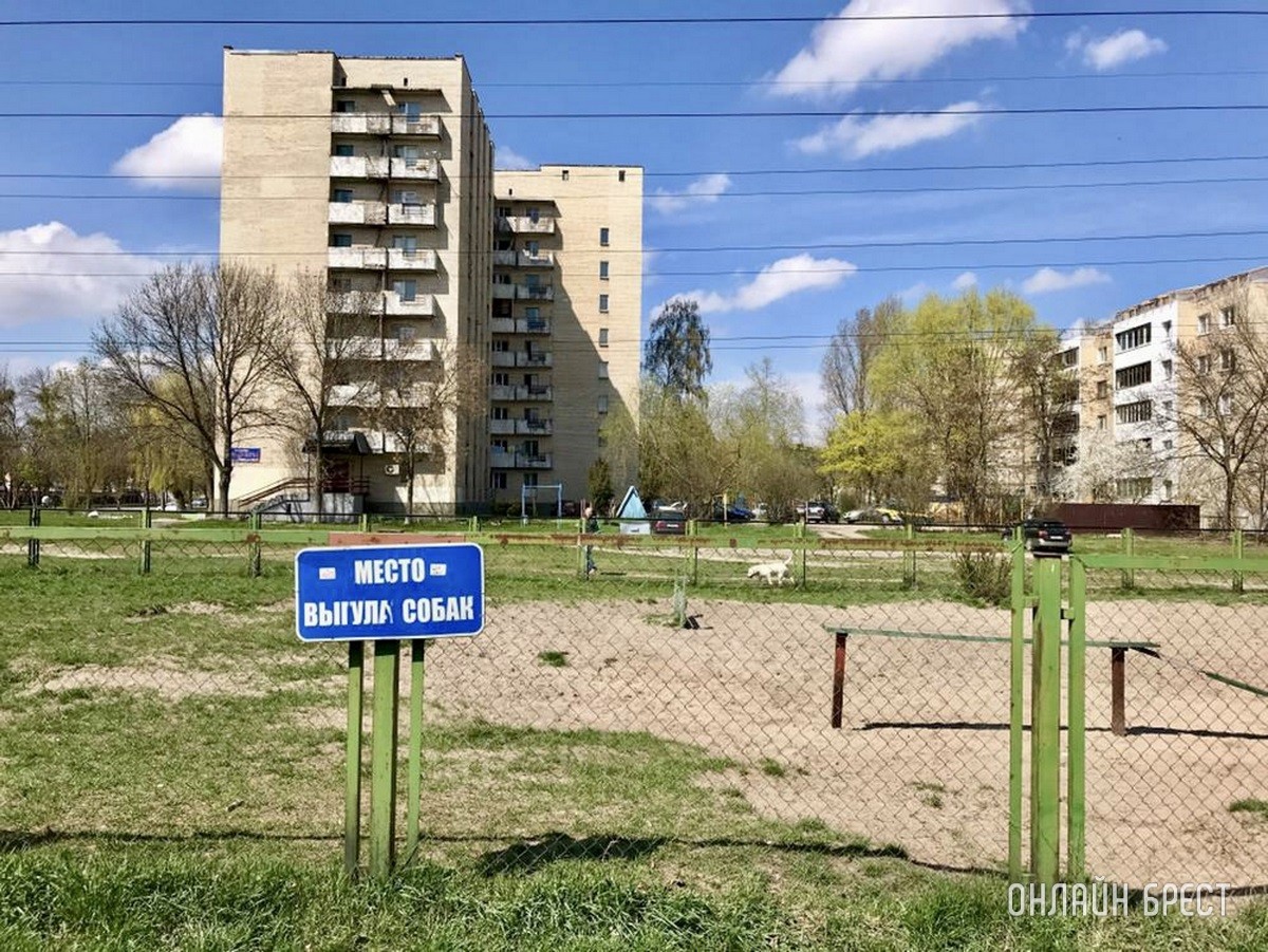 Кошки и собаки по закону: разбираемся с зооцентрами «Доктор Хвостов» в правилах содержания домашних животных. Регистрация, налоги, выгул