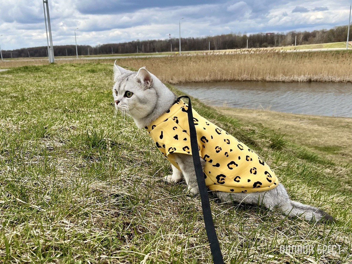 Кошки и собаки по закону: разбираемся с зооцентрами «Доктор Хвостов» в правилах содержания домашних животных. Регистрация, налоги, выгул
