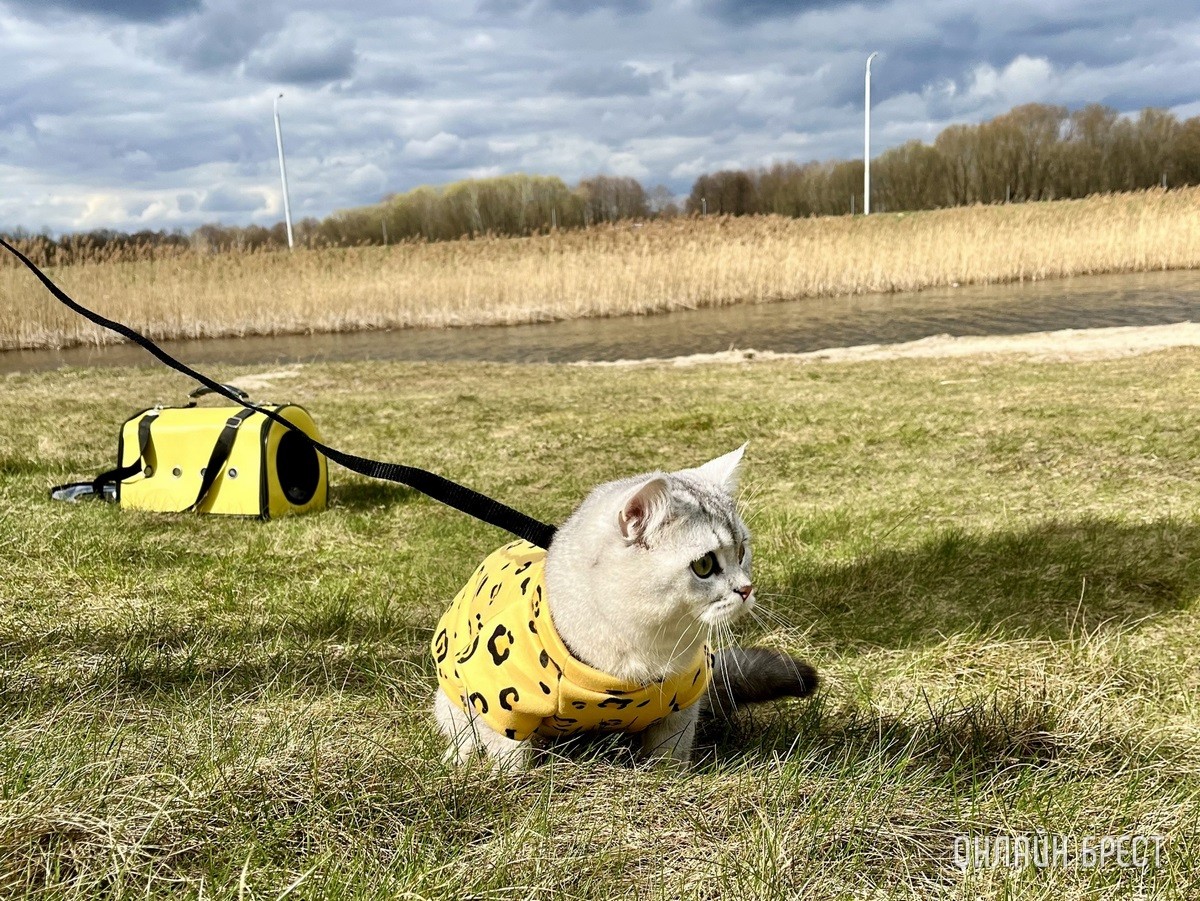 Кошки и собаки по закону: разбираемся с зооцентрами «Доктор Хвостов» в правилах содержания домашних животных. Регистрация, налоги, выгул