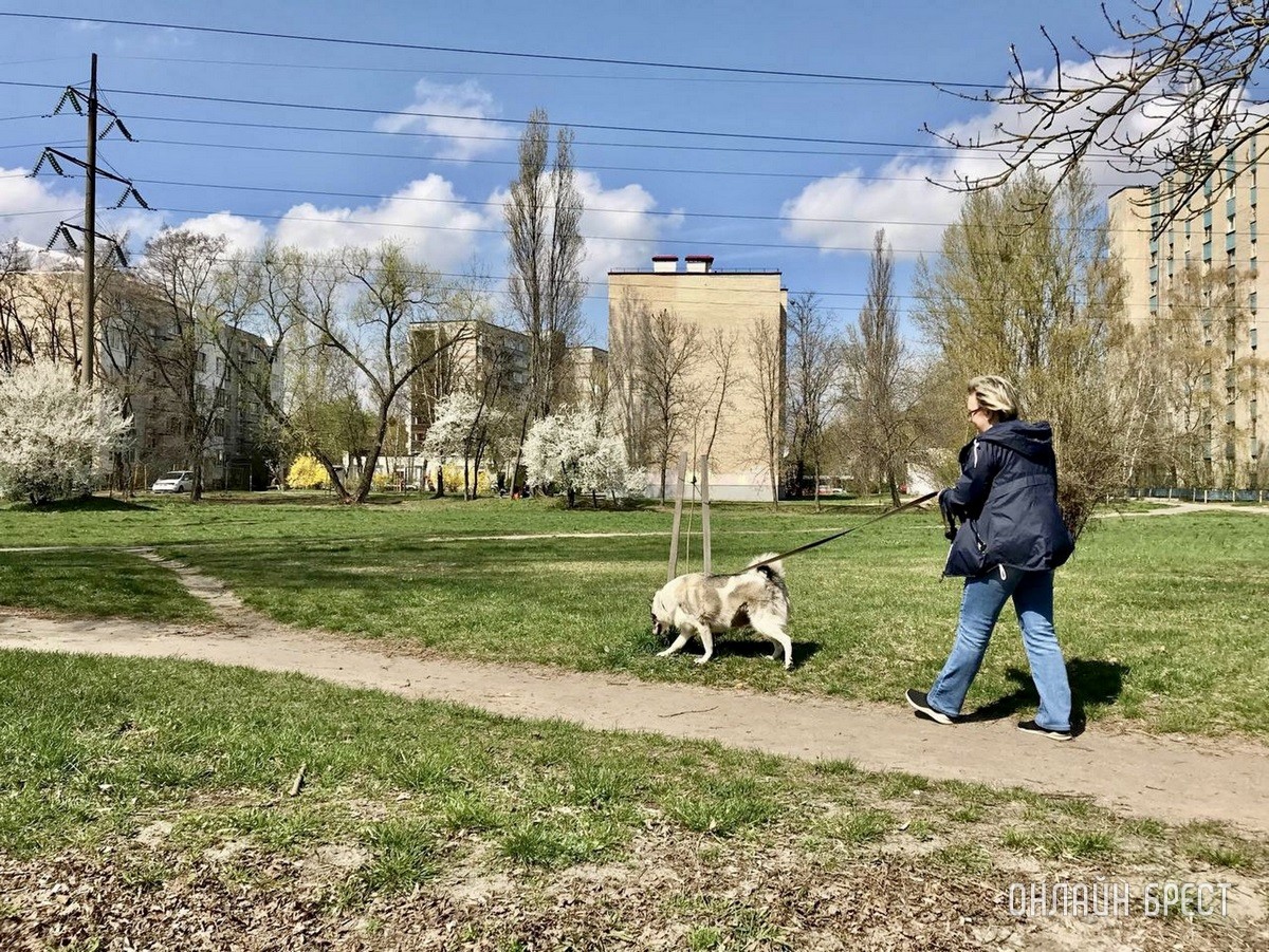 Кошки и собаки по закону: разбираемся с зооцентрами «Доктор Хвостов» в правилах содержания домашних животных. Регистрация, налоги, выгул