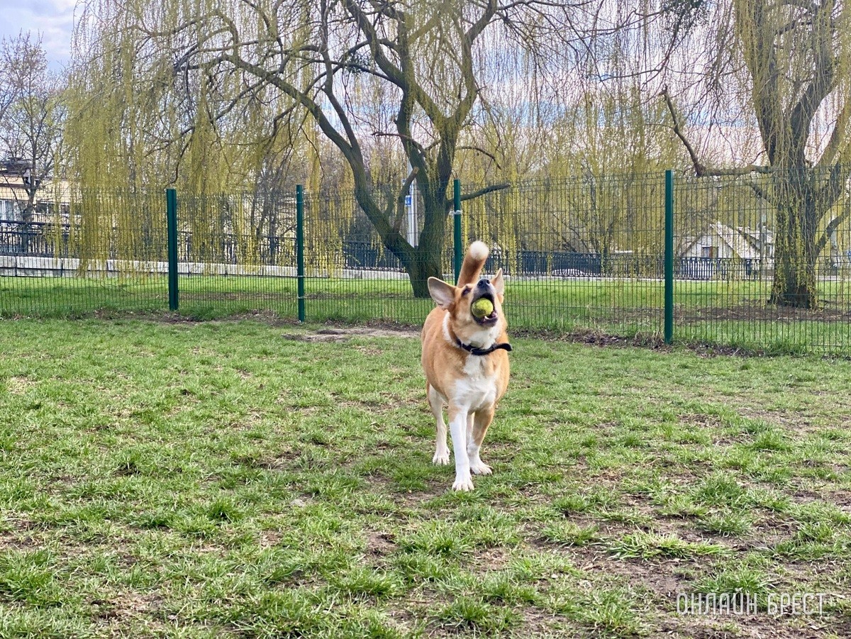 Кошки и собаки по закону: разбираемся с зооцентрами «Доктор Хвостов» в правилах содержания домашних животных. Регистрация, налоги, выгул