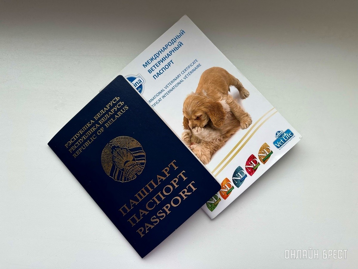 Кошки и собаки по закону: разбираемся с зооцентрами «Доктор Хвостов» в правилах содержания домашних животных. Регистрация, налоги, выгул