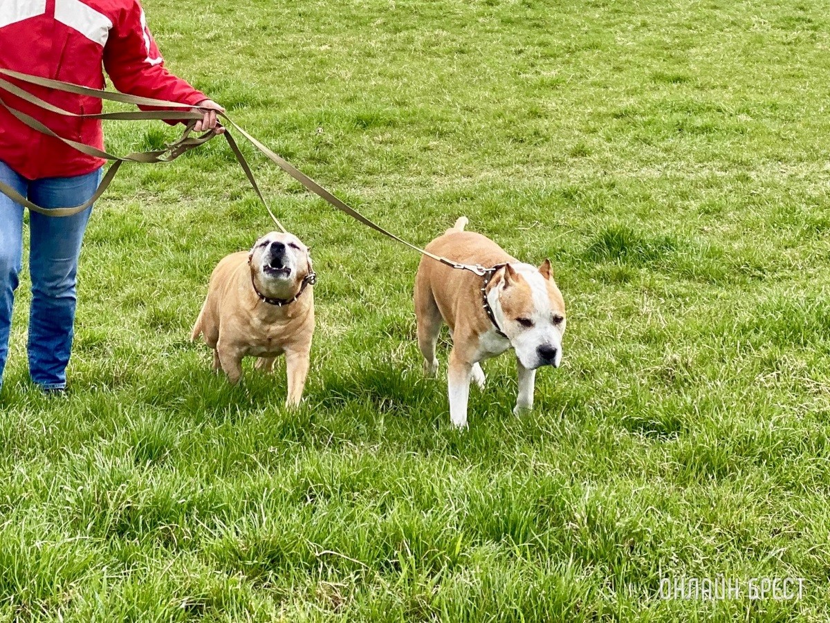 Кошки и собаки по закону: разбираемся с зооцентрами «Доктор Хвостов» в правилах содержания домашних животных. Регистрация, налоги, выгул
