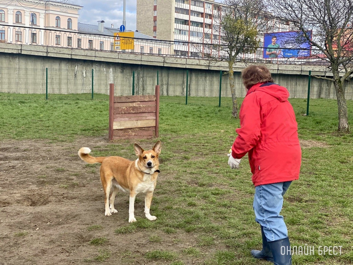 Кошки и собаки по закону: разбираемся с зооцентрами «Доктор Хвостов» в правилах содержания домашних животных. Регистрация, налоги, выгул