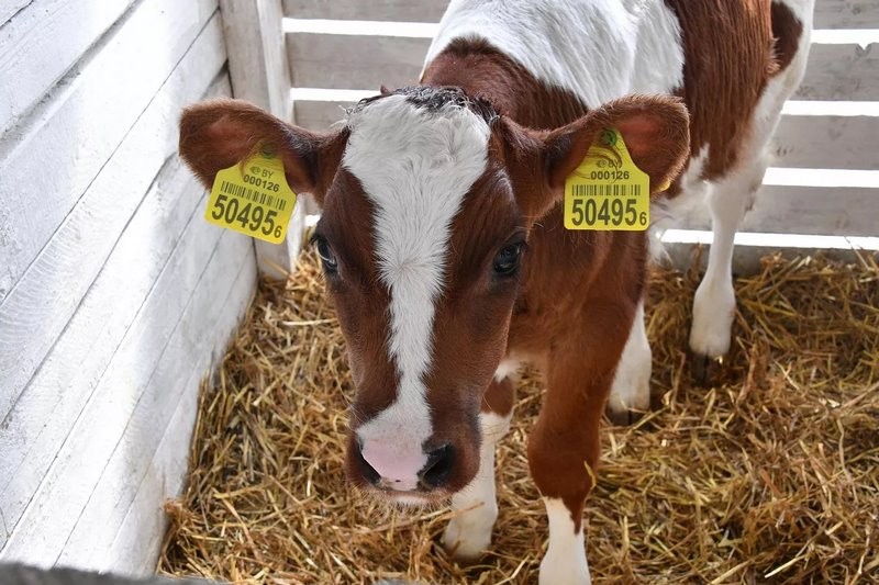 Эксперимент по-белорусски: в одном из колхозов коровам подливают колу