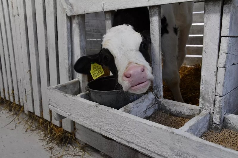 Эксперимент по-белорусски: в одном из колхозов коровам подливают колу