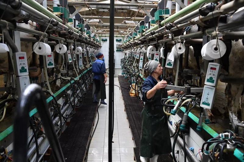 Эксперимент по-белорусски: в одном из колхозов коровам подливают колу