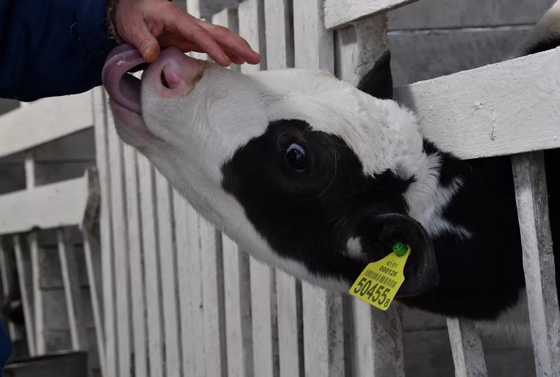 Эксперимент по-белорусски: в одном из колхозов коровам подливают колу