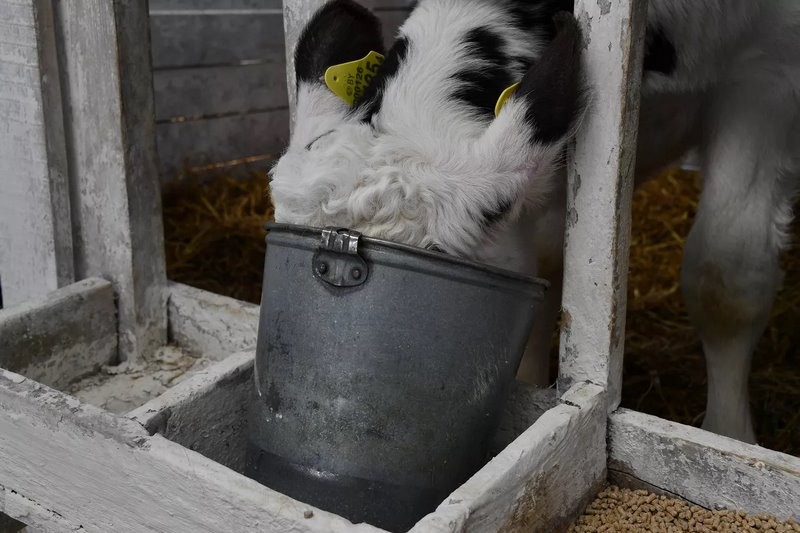 Эксперимент по-белорусски: в одном из колхозов коровам подливают колу