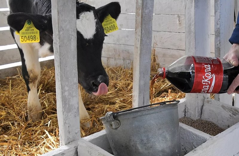 Эксперимент по-белорусски: в одном из колхозов коровам подливают колу