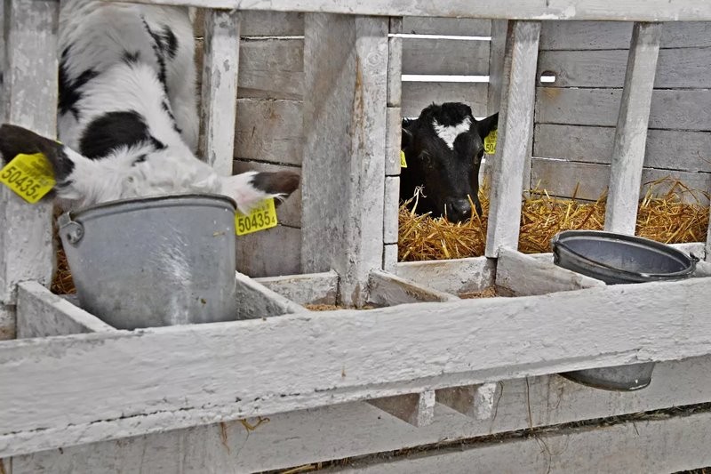 Эксперимент по-белорусски: в одном из колхозов коровам подливают колу