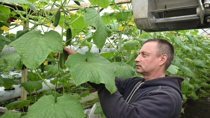 «Если все продам, заработаю чистыми 6 тысяч рублей». Как прораб бросил все и занялся рассадой