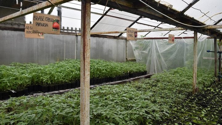 «Если все продам, заработаю чистыми 6 тысяч рублей». Как прораб бросил все и занялся рассадой